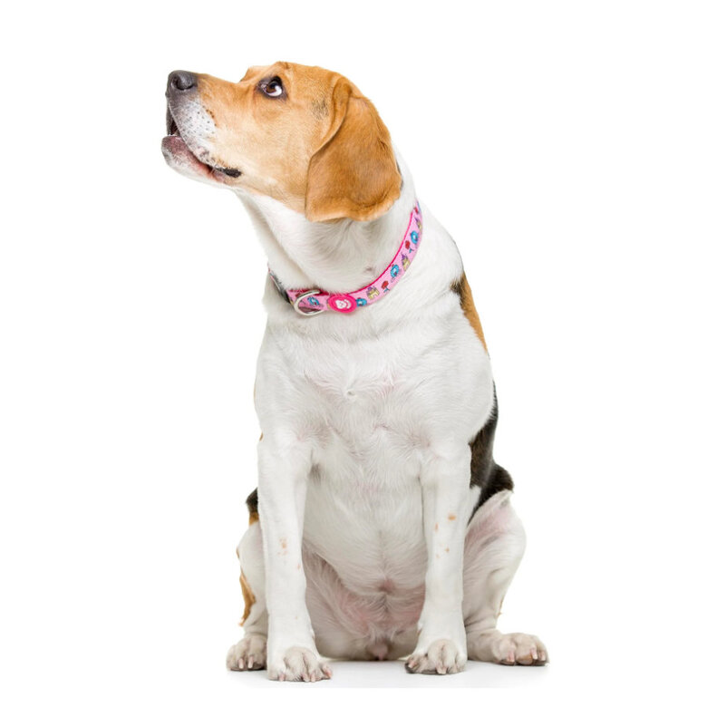 Dukier Collar Estampado Princesas para perros, , large image number null